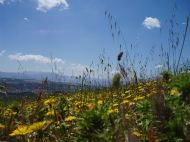 Wild Flowers